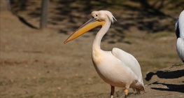 นกกระทุง