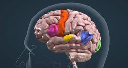 Cortical organisation of speech