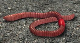 ไส้เดือนทั่วไป