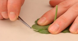 การทำตัวอย่างเนื้อเยื่อ