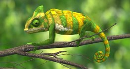 กิ้งก่าเวลล์คาเมเลียน