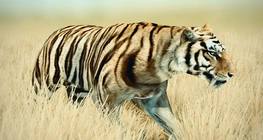 เสือเขี้ยวดาบ