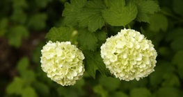 สโนว์บอล