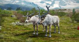 กวางเรนเดียร์