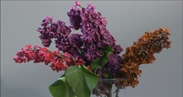 ตัวบ่งชี้ดอกไม้