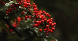 ต้นไฟรทรอน