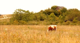 วัวควาย