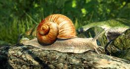 หอยทากโรมัน