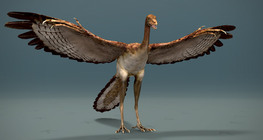 อาร์คีออปเทอริกซ์