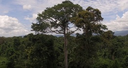 จากทะเลทรายซาฮาร่าถึงอเมโซเนีย