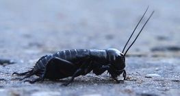 จิ้งหรีดทองดำ