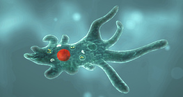 อะมีบา โพรทูส