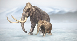 แมมมอธขนยาว