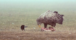 ระดับการกินอาหาร