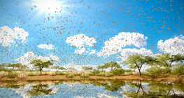 Migratory locust