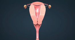 Female reproductive system (basic)
