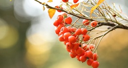 ผลไม้จากป่า