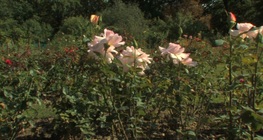 ดอกกุหลาบ