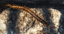 ตะขาบลายเมกาเรีย