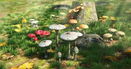 Comparison of edible and poisonous mushrooms