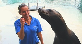 วิธีการฝึกฝนแมวน้ำ