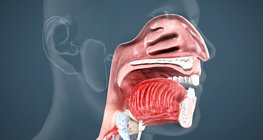 Oral cavity, pharynx and oesophagus