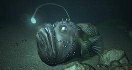 ปลาตกเบ็ด