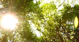 ฤดูร้อน