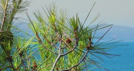Maritime Pine