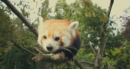 แพนด้าแดง