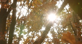 ดวงอาทิตย์