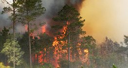 การเผาไหม้ที่รวดเร็วและช้า