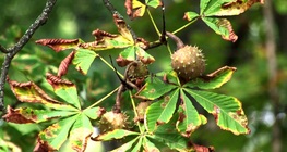 ฮอร์สเชสท์นัท