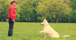 ทริคฝึกสุนัข