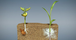 Seeds and germination