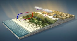 ลมประจำถิ่น