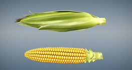 Maize