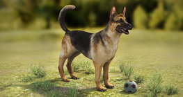 สุนัขบ้าน