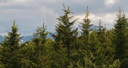 ไม้ตระกูลสน