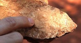 หินตะกอน