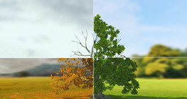 ต้นโอ๊คอังกฤษ (เบื้องต้น)