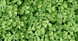 โคลเวอร์