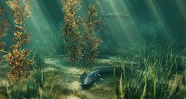 แอกโซโลเติล