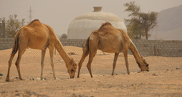 ทะเลทราย