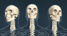 Movements of the head