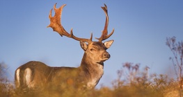 กวางฟอลโลว์