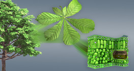 The anatomy of leaves