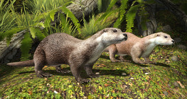 นากยุโรป