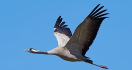 นกกระเรียนพันธุ์ยุโรป