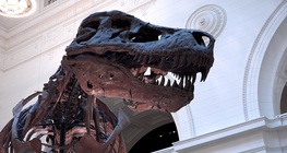 กระดูกไดโนเสาร์